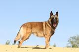 MALINOIS 198